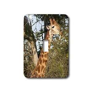 Angelique Cajam Safari Giraffes   South African Giraffe neck to head 