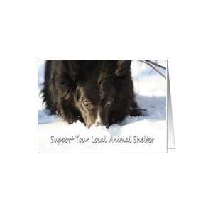  Your Local Animal Shelter Border Collie In Snow Dog Animal Card