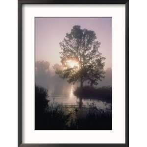 The sun shines through early morning fog onto water bordered by trees 