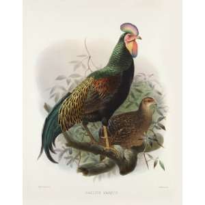 Daniel Giraud Elliots Pheasants (Phasianidae) 2 036 Gallus Varius 