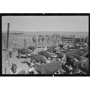    Cattle in corral at roundup near Marfa,Texas