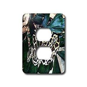  Snakes   Burmese Python   Light Switch Covers   2 plug 