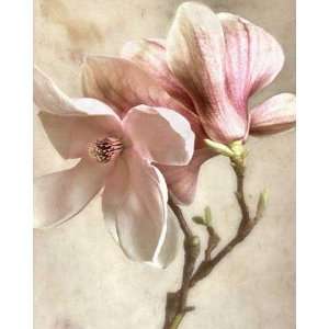  Pink Magnolia II by Donna Geissler. Size 16.00 X 20.00 Art 