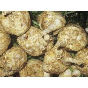  Celeriac, Celery Root (Apium Graveolens Var. Rapaceum 