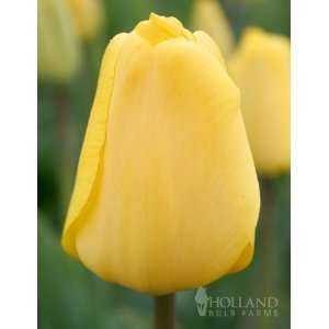  Golden ApeldoOrn Darwin Hybrid Tulip   10 bulbs Patio 