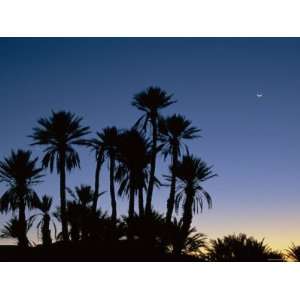  Palm Trees in Silhouette at Dawn, on Edge of Sahara Desert 