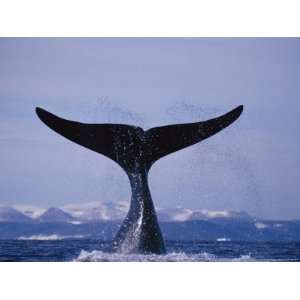  A Bowhead Whale, Also Known as a Greenland Right Whale 