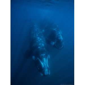  Southern Right Whale, Juvenile & Mother, Penin Valdes 