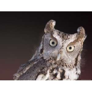  A Captive, Endangered Eastern Screech Owl at a Raptor 