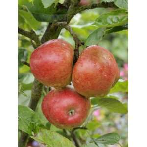  Norfolk Royal Apples on Apple Tree Norfolk, UK Premium 