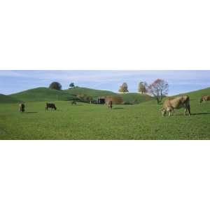 Cows Grazing on a Field, Canton of Zug, Switzerland Premium 