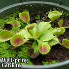 VENUS FLY TRAP,GROWING DOME