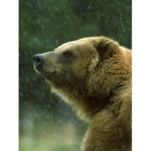  Grizzly Bear, Ursus Horribilis, Yelllowstone National Park 