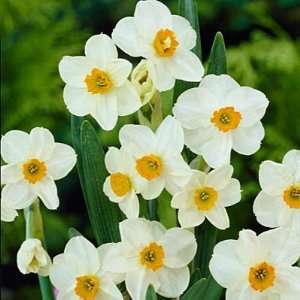  Tazetta Daffodil Bulbs Geranium Patio, Lawn & Garden