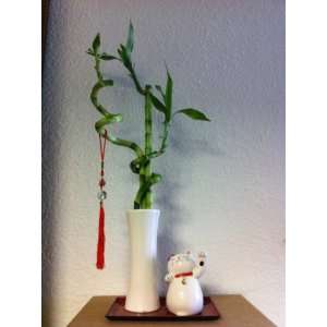  Lucky Bamboos with Japanese Lucky Cat (perfect gift)