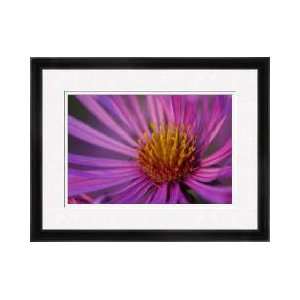  Asters Botanical Garden University Of Pecs Hungary Framed 