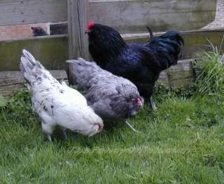 These are large fowl, not bantams. Our original birds came from Wayne 