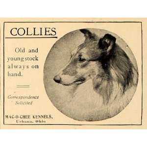  1907 Ad Mac O Chee Kennels Collies Dog Urbana Ohio 