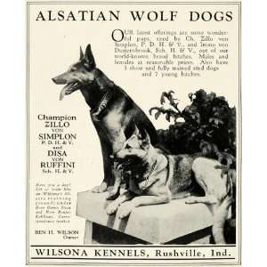  1925 Ad Wilsona Kennels Alsatian Wolf Dog Pups Breeder 