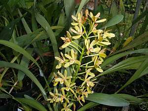 Cymbidium Cloranthum orchidglade HCC AOS.  