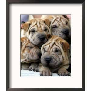  Chineses Shar Pei Puppies are Displayed for Sale Framed 