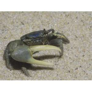  Male Fiddler Crab Showing its One Large Front Claw, Uca 