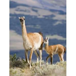 Guanaco Mother and Calf, Torres Del Paine National Park, Patagonia 