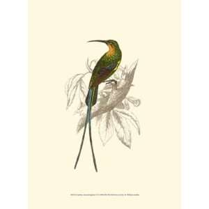    Jardine Hummingbird V by Sir William Jardine 10x13