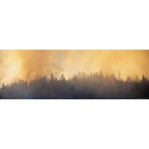 Fire in a Forest, Six Rivers National Forest, Gasquet, California, USA 