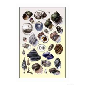  Shells Trachelipoda Giclee Poster Print by G.b. Sowerby 