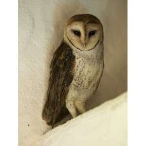  A Portrait of a Barn Owl, Tyto Alba, Roosting in a 