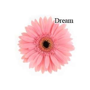  Dream Pink Gerbera Daisies   72 Stems Arts, Crafts 