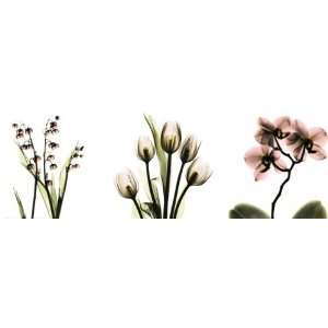  Pink Floral Tryp Tych II by Albert Koetsier. Size 18.00 X 