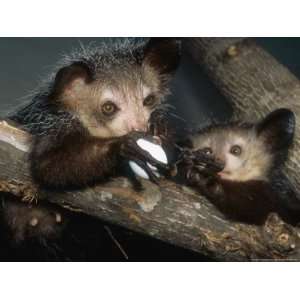 Aye Aye, Mother and Juvenile Sharing Egg, Duke University Primate 