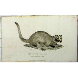 Masked Glutton 1825 Natural History Whittaker Animal