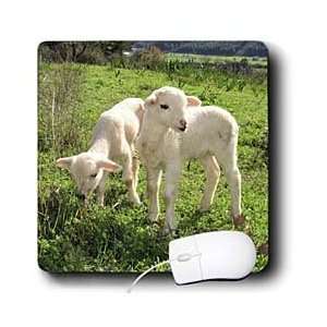   Lambs   Twin Lambs   animal, ewe, farmyard, flock, herd, lamb, lambs