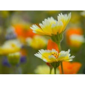  Tiddy Tips and Poppies, Shell Creek, California, USA 