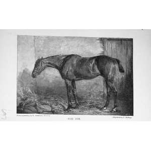 Antique Portrait 1896 Why Not Horse BailyS Magazine
