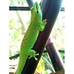  Giant Day Gecko   Phelsuma madagascariensis grandis Pet 