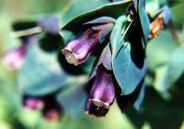     Purple Shrimp Plant, Blue Wax Flower Seeds Iridescent Green/Purple