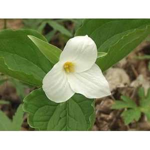  Trillium, White Grandiflorum 25 roots Patio, Lawn 