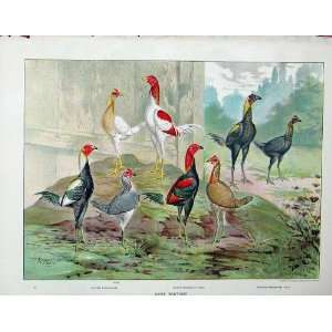    1902 Poultry Silver Duckwing Game Bantams Chickens