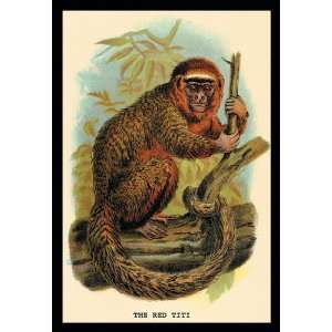  The Red Titi 20x30 poster