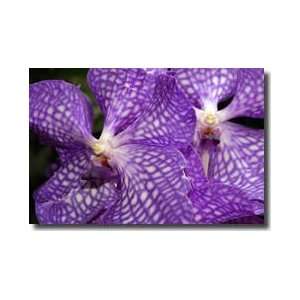  Vanda Tokyo Blue Orchid British Columbia Canada Giclee 