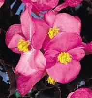 Begonia Fibrous Party Series Pink (Pelleted) Seeds  