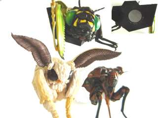 BIOLOGICAL SCIENCE MODEL INSECT GIANT CICADA  