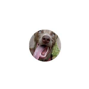  Weimaraner 10 1in Button C0635 