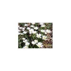  bloodroot root systems Patio, Lawn & Garden