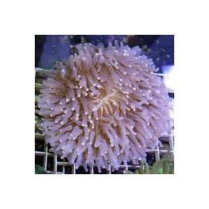 Heliofungia actiniformis Long Tentacled Plate Coral   XLarge  