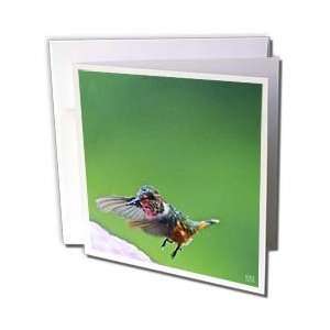  Kike Calvo Panama   Hummingbird in flight   Greeting Cards 